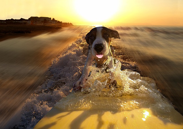 Free download dog surf sea sunset waves beach free picture to be edited with GIMP free online image editor