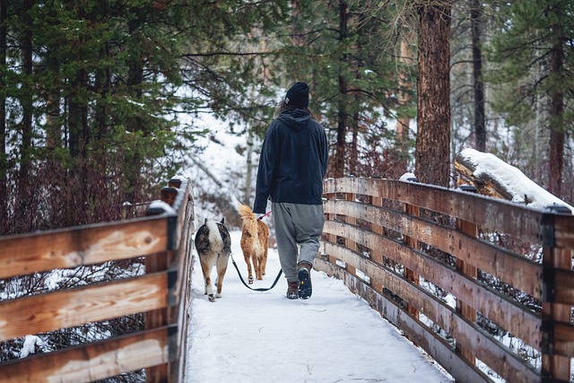Free download dogs walking forest hiking free picture to be edited with GIMP free online image editor