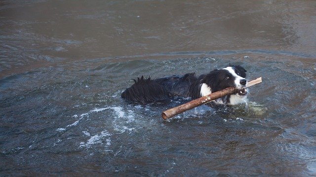 Free download Dog Swimming With Stick Border -  free photo or picture to be edited with GIMP online image editor