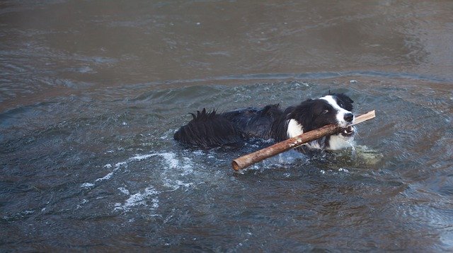 Free picture Dog Swimming With Stick Border -  to be edited by GIMP free image editor by OffiDocs