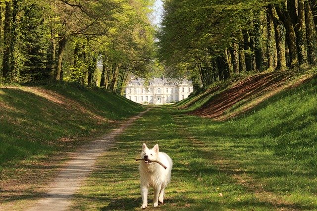 Безкоштовно завантажте Dog Swiss White Shepherd Animals - безкоштовне фото чи зображення для редагування за допомогою онлайн-редактора зображень GIMP