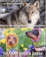 Free download dogsYlobos_meme free photo or picture to be edited with GIMP online image editor