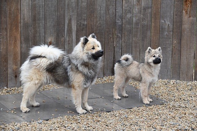 Dogs Young Eurasiers'ı ücretsiz indirin - GIMP çevrimiçi resim düzenleyici ile düzenlenecek ücretsiz fotoğraf veya resim