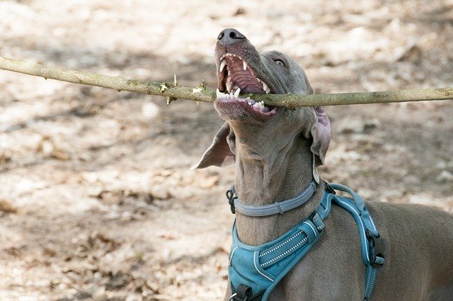 Free download Dog Teeth Mammal -  free photo or picture to be edited with GIMP online image editor