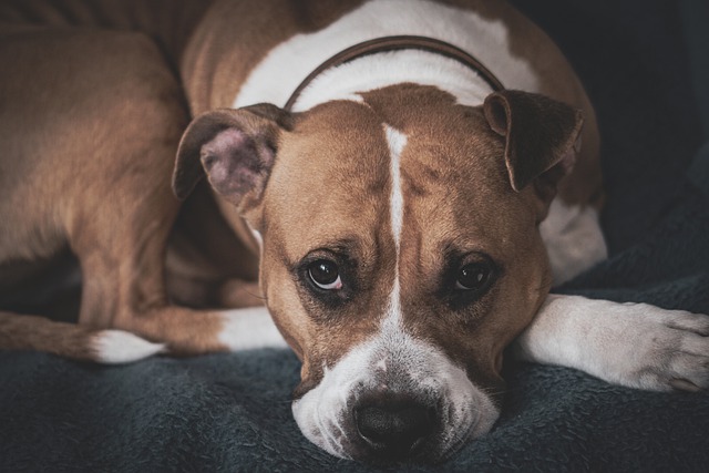 Free download dog terrier canine face animal free picture to be edited with GIMP free online image editor
