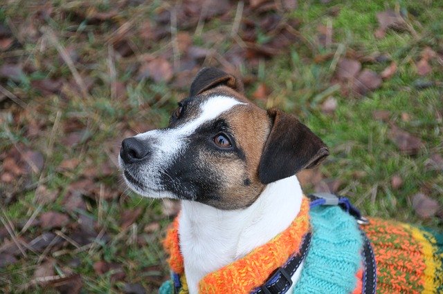 Бесплатная загрузка Dog Terrier Outfit - бесплатное фото или изображение для редактирования с помощью онлайн-редактора GIMP