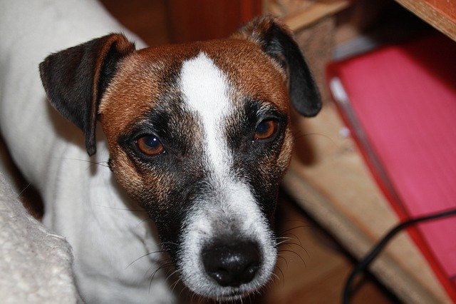 Gratis download Dog Terrier Portrait - gratis foto of afbeelding om te bewerken met GIMP online afbeeldingseditor