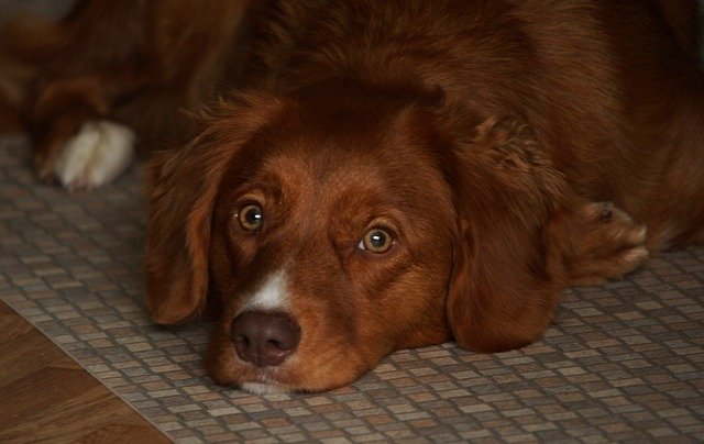 Free download Dog Toller Pet -  free photo or picture to be edited with GIMP online image editor