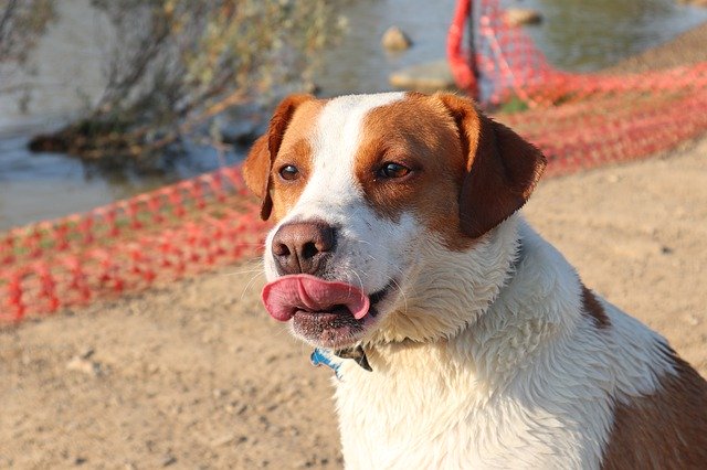 Kostenloser Download Dog Tongue Animal - kostenloses Foto oder Bild zur Bearbeitung mit GIMP Online-Bildbearbeitung
