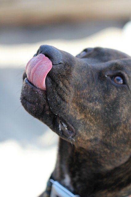 Free download dog tongue out animal cute tongue free picture to be edited with GIMP free online image editor