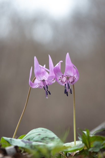 Download gratuito di Dog-Tooth Violet South Korea Wild: foto o immagine gratuita da modificare con l'editor di immagini online GIMP