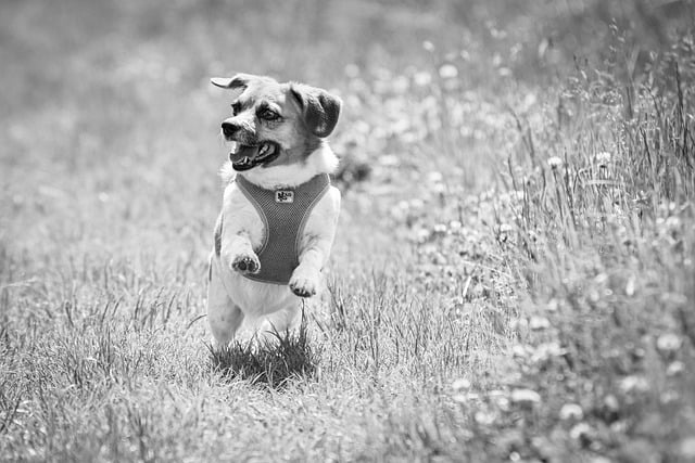 Free download dog to play leap pleasure nature free picture to be edited with GIMP free online image editor