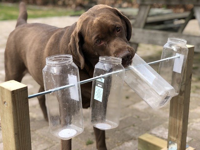 ດາວໂຫຼດຟຣີ Dog Toy Nose Work - ຮູບພາບ ຫຼືຮູບພາບທີ່ບໍ່ເສຍຄ່າເພື່ອແກ້ໄຂດ້ວຍຕົວແກ້ໄຂຮູບພາບອອນໄລນ໌ GIMP