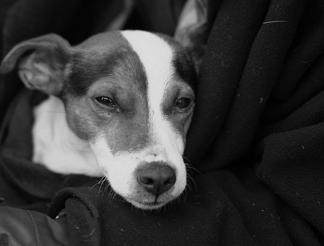 Ücretsiz indir Dog Tramp Lap The - GIMP çevrimiçi resim düzenleyici ile düzenlenecek ücretsiz fotoğraf veya resim