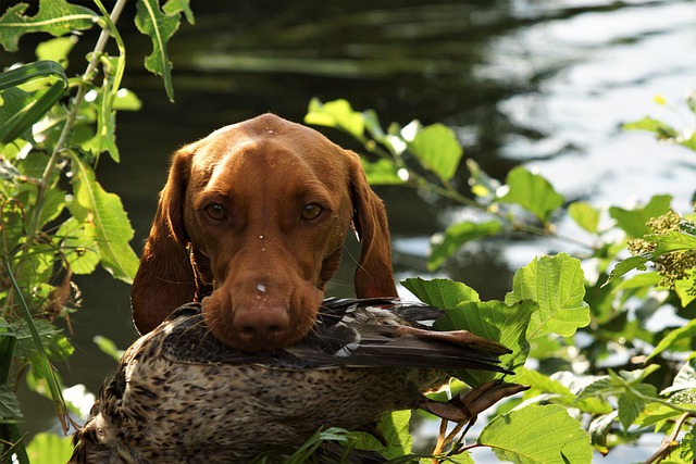 Free graphic dog vizsla hunting dog to be edited by GIMP free image editor by OffiDocs