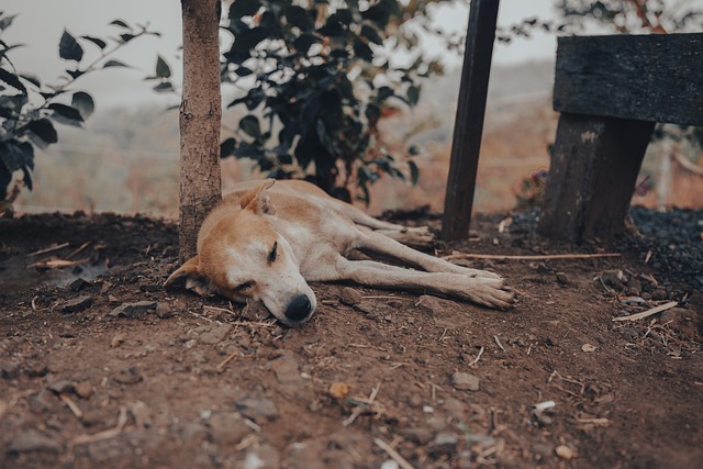 Free download dog wake up sleeping canine free picture to be edited with GIMP free online image editor