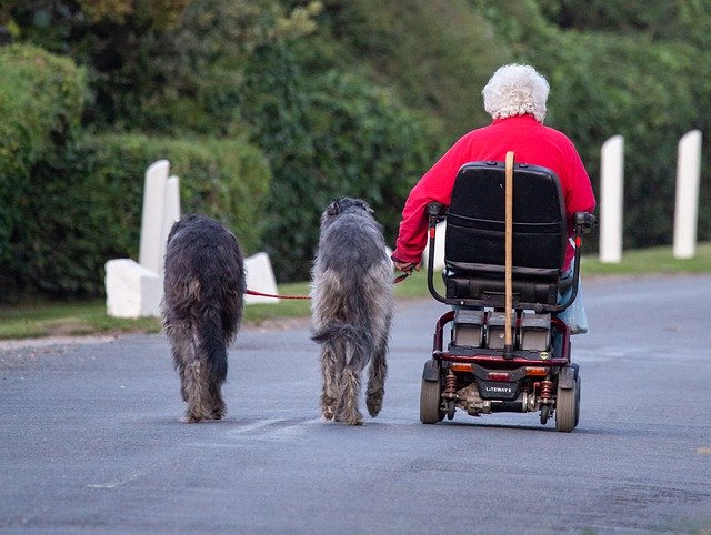 Free download Dog Walking Old Lady And Wolf -  free photo or picture to be edited with GIMP online image editor