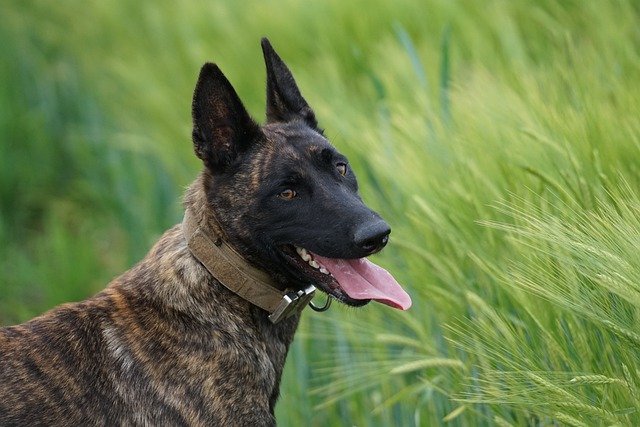 Free download dog walk k9 defensive courage free picture to be edited with GIMP free online image editor
