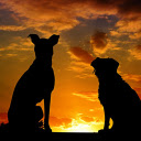 Dog watching the sunset  screen for extension Chrome web store in OffiDocs Chromium