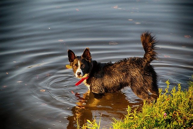 Free download Dog Water -  free photo or picture to be edited with GIMP online image editor