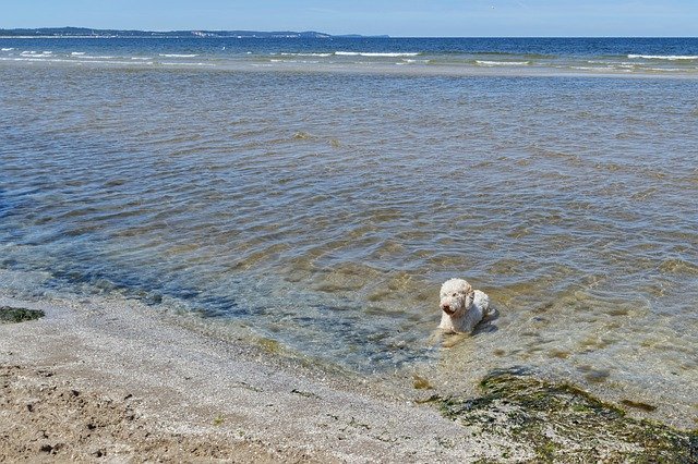 免费下载 Dog Water Great The - 可使用 GIMP 在线图像编辑器编辑的免费照片或图片