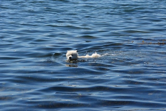 Bezpłatne pobieranie Dog Water Hundsim - bezpłatne zdjęcie lub obraz do edycji za pomocą internetowego edytora obrazów GIMP