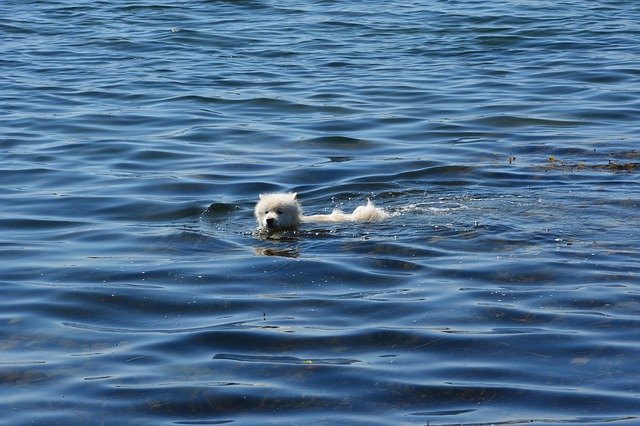 Téléchargement gratuit de Dog Water Hundsim - photo ou image gratuite à modifier avec l'éditeur d'images en ligne GIMP