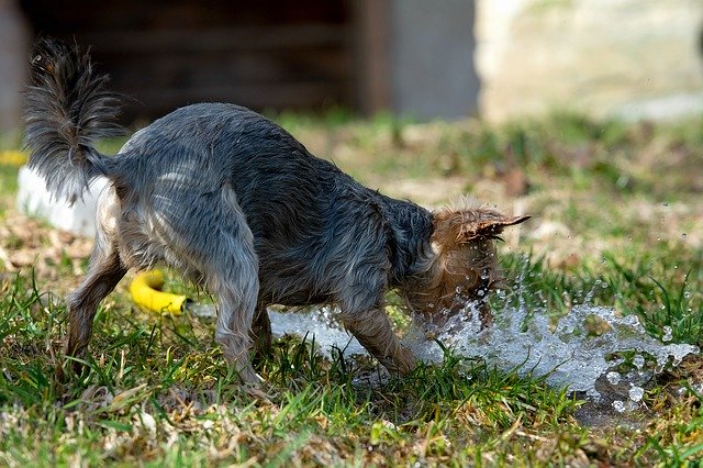 Free download Dog Water Wet -  free photo or picture to be edited with GIMP online image editor