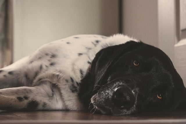 Téléchargement gratuit d'une photo gratuite d'un chien fatigué et détendu à modifier avec l'éditeur d'images en ligne gratuit GIMP