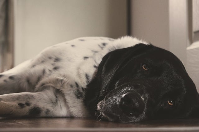 Free download dog weary relax animal free picture to be edited with GIMP free online image editor