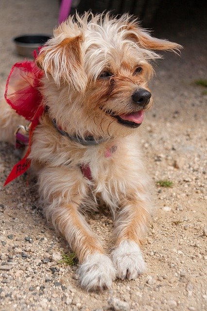 Скачать бесплатно Dog Wedding - бесплатное фото или изображение для редактирования в онлайн-редакторе GIMP