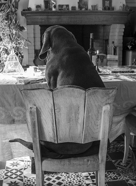 Free download Dog Weimaraner Depressed -  free free photo or picture to be edited with GIMP online image editor