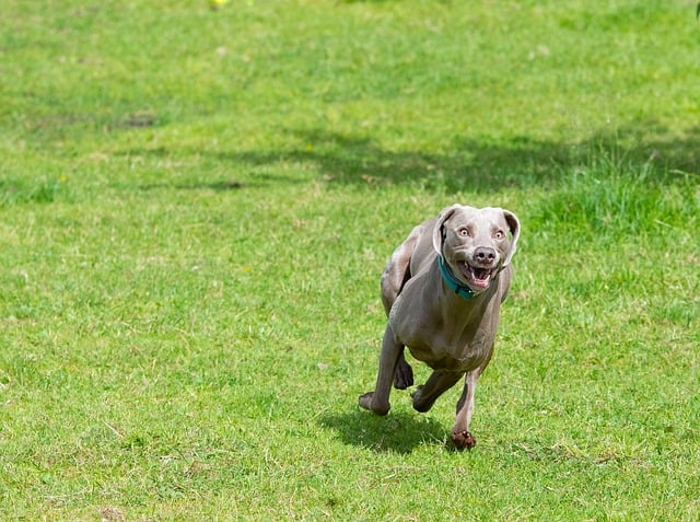 Free download dog weimaraner dog park lawn free picture to be edited with GIMP free online image editor