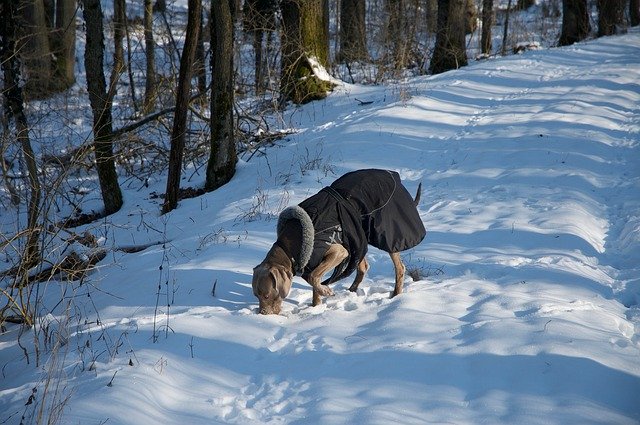 Free download Dog Weimaraner Winter -  free photo or picture to be edited with GIMP online image editor