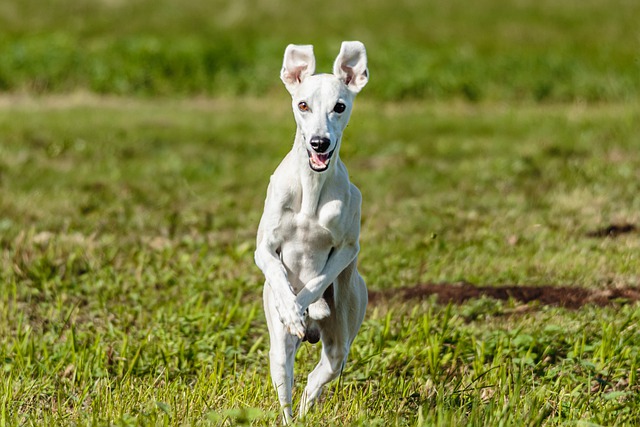 Free download dog whippet running outdoors field free picture to be edited with GIMP free online image editor