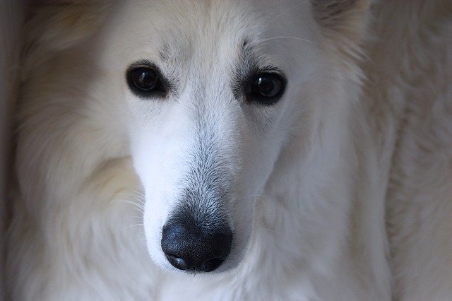 Muat turun percuma Dog White Pet - foto atau gambar percuma untuk diedit dengan editor imej dalam talian GIMP
