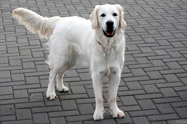 Free download Dog White Retriever -  free photo or picture to be edited with GIMP online image editor