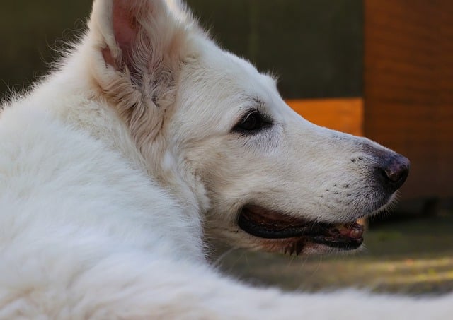 Free download dog white shepherd dog fur animal free picture to be edited with GIMP free online image editor