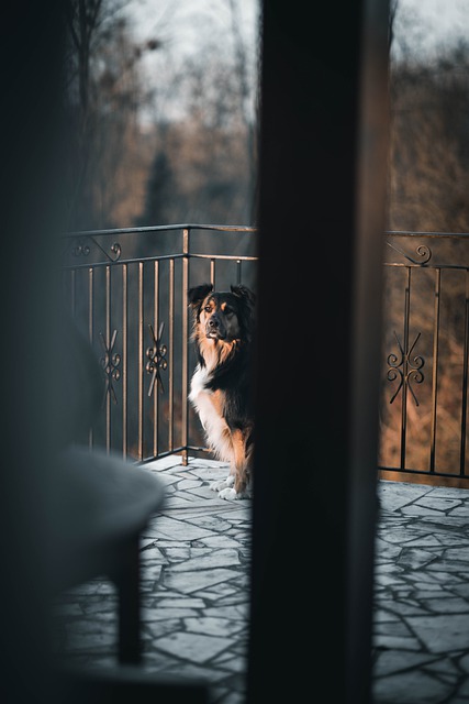 Free download dog window cute animals animal free picture to be edited with GIMP free online image editor