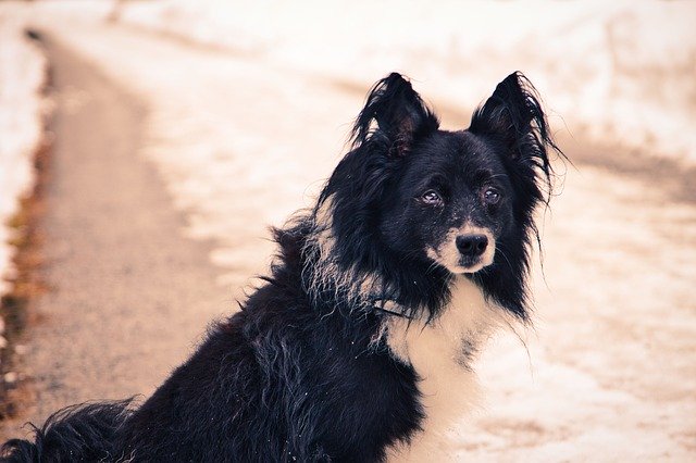 Bezpłatne pobieranie szablonu zdjęć Dog Winter Snow do edycji za pomocą internetowego edytora obrazów GIMP