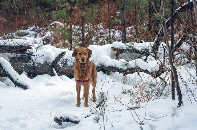 Free download dog winter snow nature canine pet free picture to be edited with GIMP free online image editor