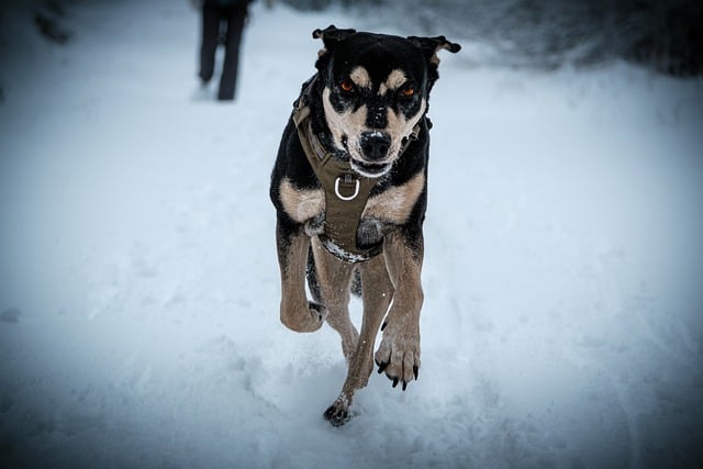 Téléchargement gratuit d'une image gratuite de chien hiver neige animal de compagnie canin à modifier avec l'éditeur d'images en ligne gratuit GIMP