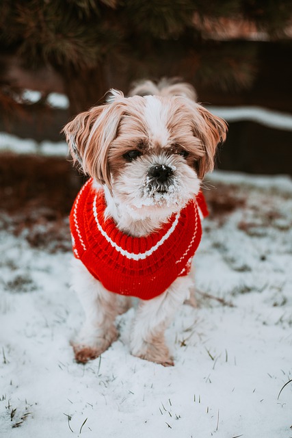Free download dog winter snow portrait puppy free picture to be edited with GIMP free online image editor