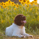 Dog with black head and white body  screen for extension Chrome web store in OffiDocs Chromium