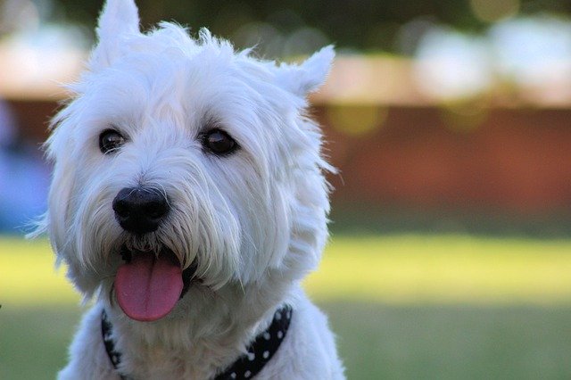 Dog Withe Animals'ı ücretsiz indirin - GIMP çevrimiçi resim düzenleyiciyle düzenlenecek ücretsiz fotoğraf veya resim