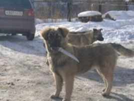 Free download dog with knife free photo or picture to be edited with GIMP online image editor