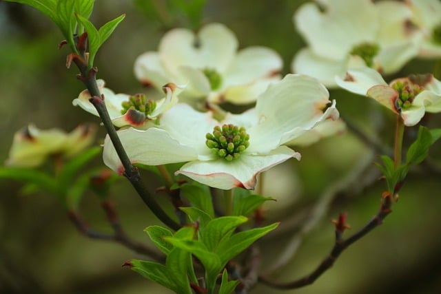 Free download dogwood cornus petals plant shrub free picture to be edited with GIMP free online image editor