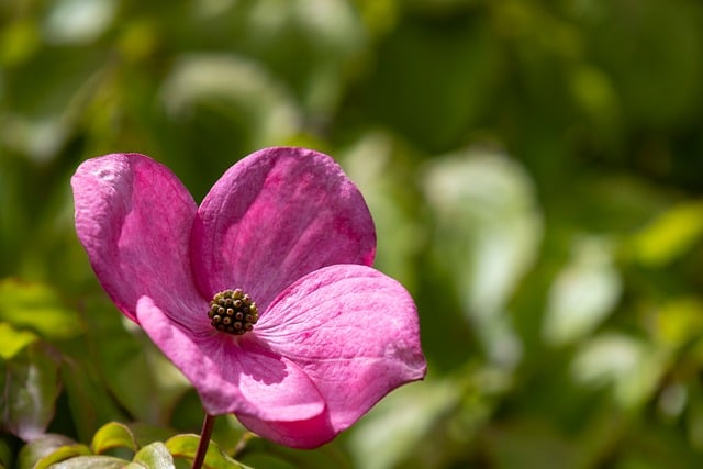 Free download dogwood flower leaves tree pink free picture to be edited with GIMP free online image editor