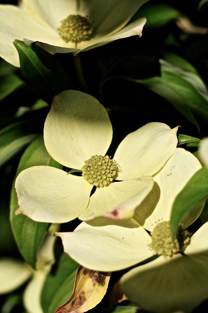 Free download Dogwood Flowers Nature -  free free photo or picture to be edited with GIMP online image editor