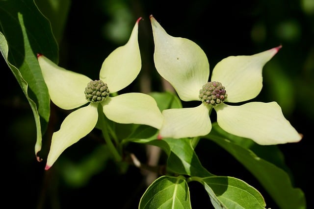 Free download dogwood horn shrub cornus blossoms free picture to be edited with GIMP free online image editor